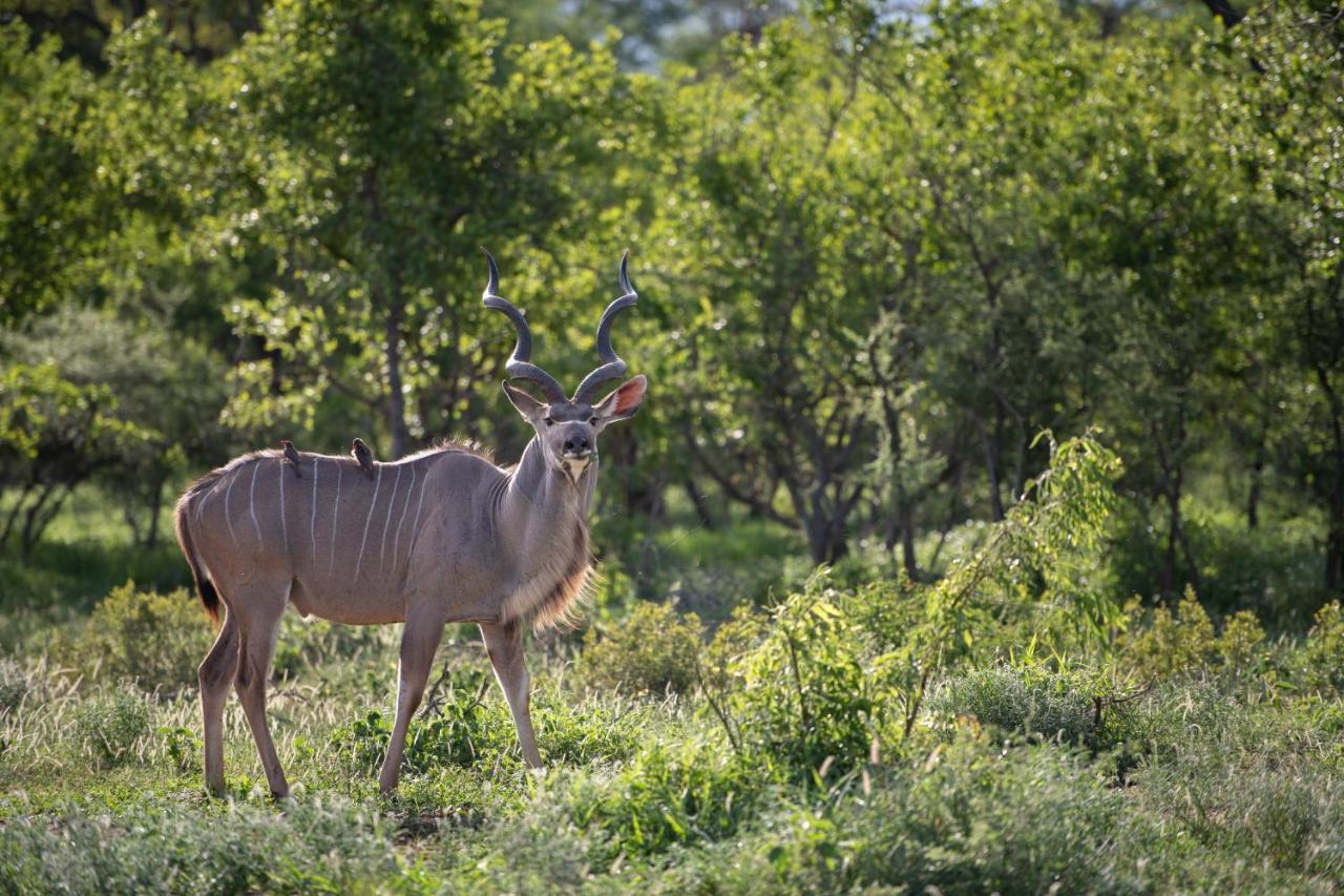 Twiga Travel Villa Hoedspruit Kültér fotó
